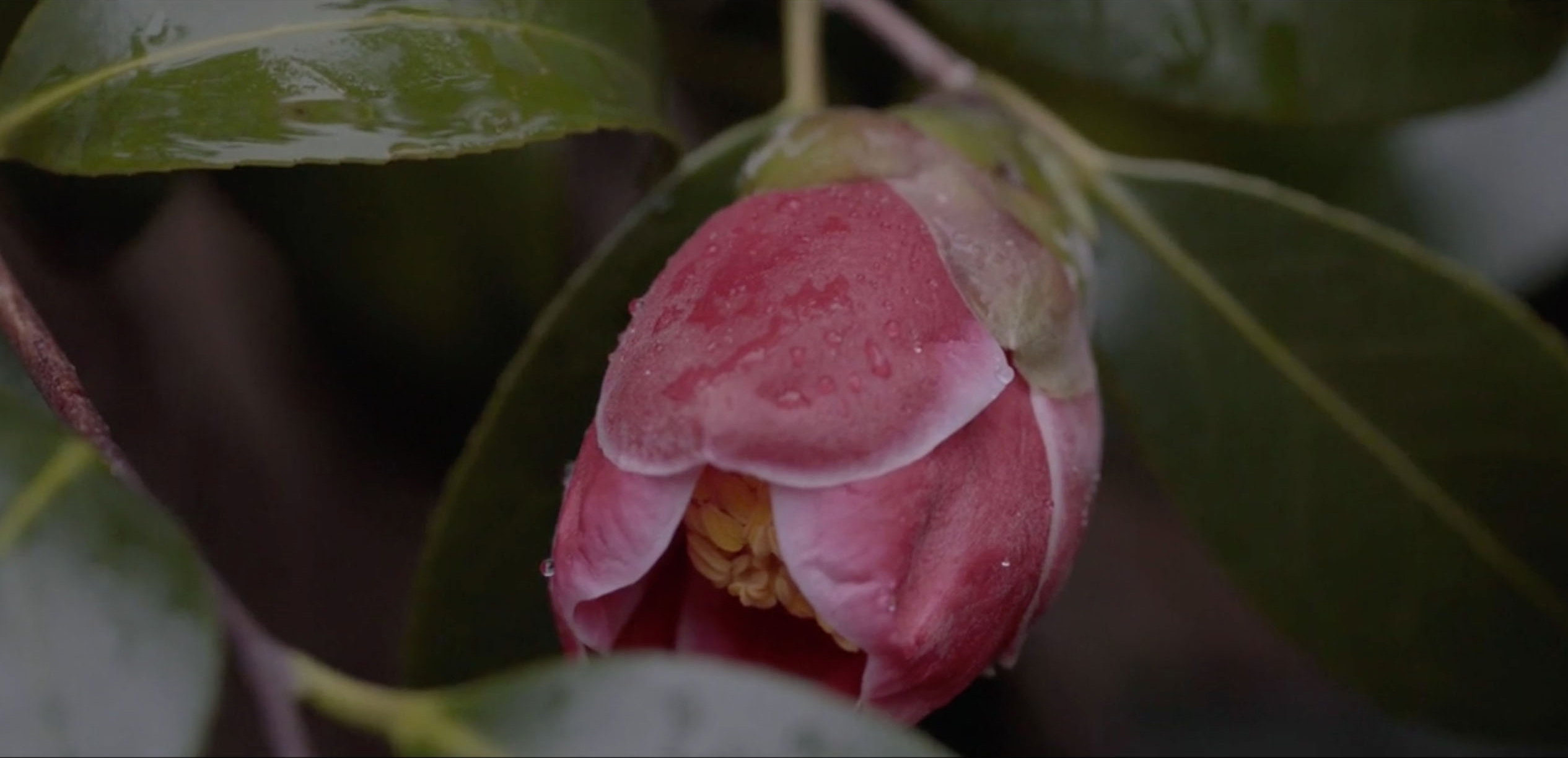 五島の椿プロジェクト「染色家 志村洋子」