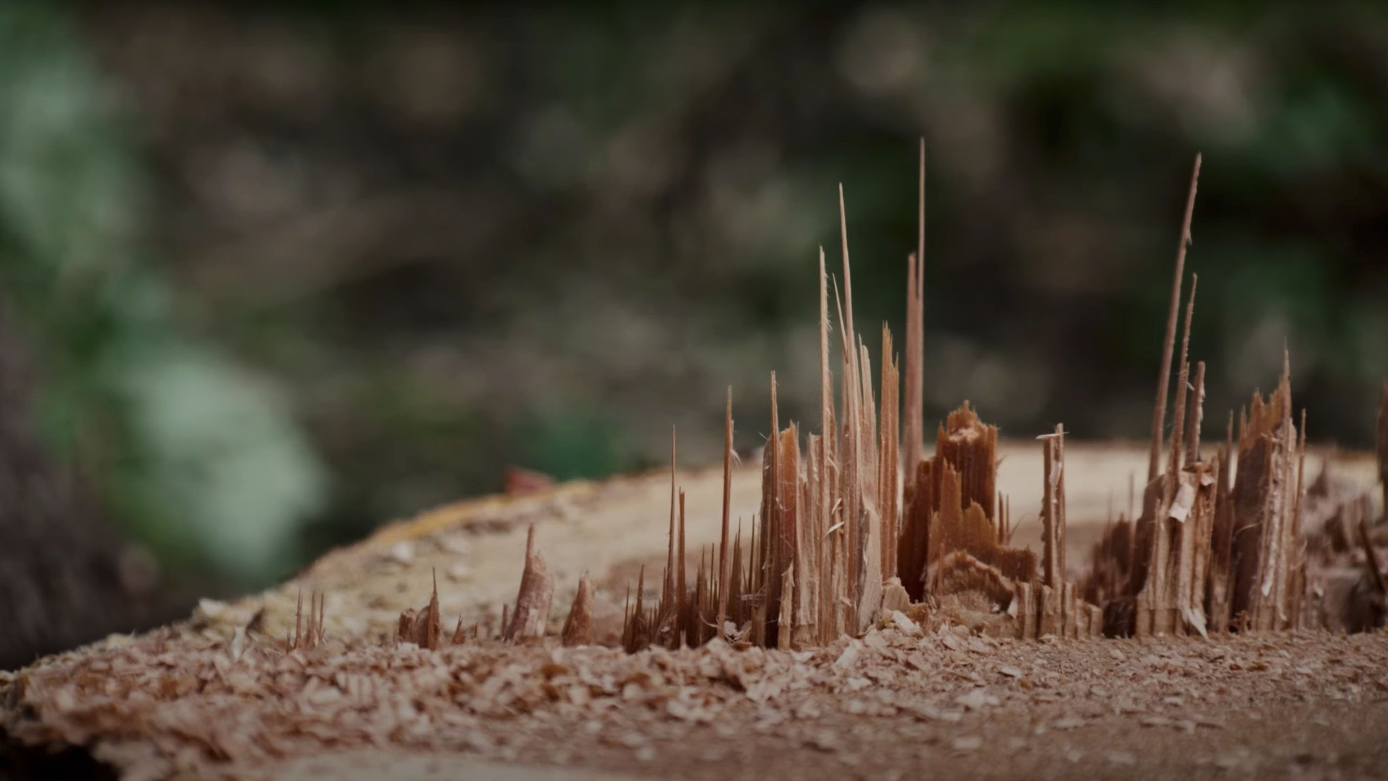 鉄道林の活用がつなぐ思い