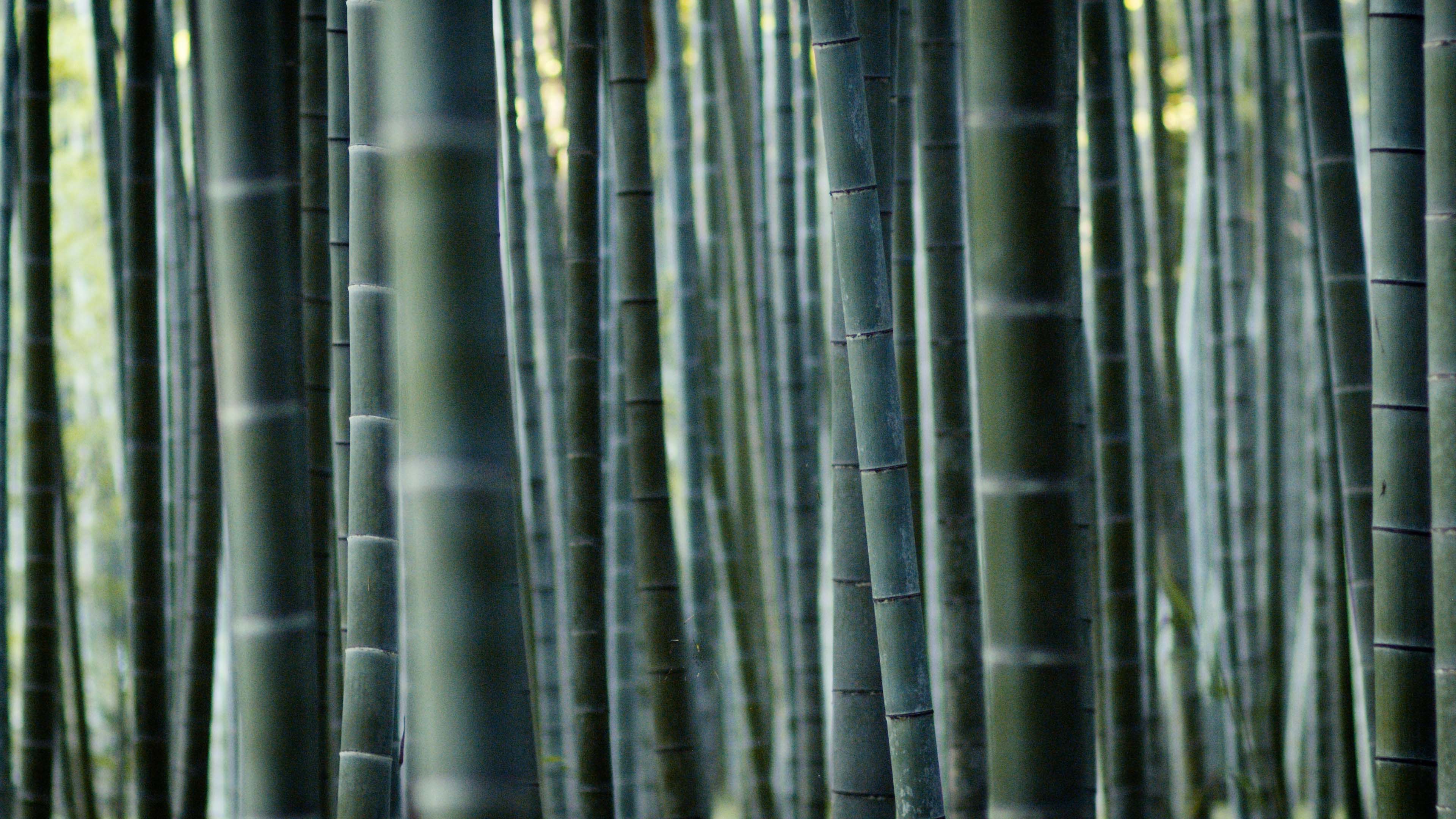 <i>IPPUKU</i> Shiro Nakada